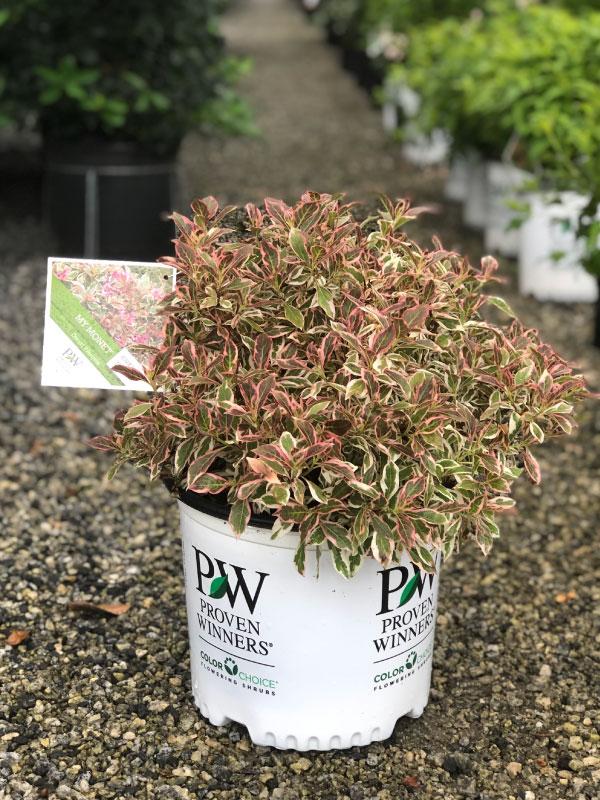 My Monet Weigela 3 Gal