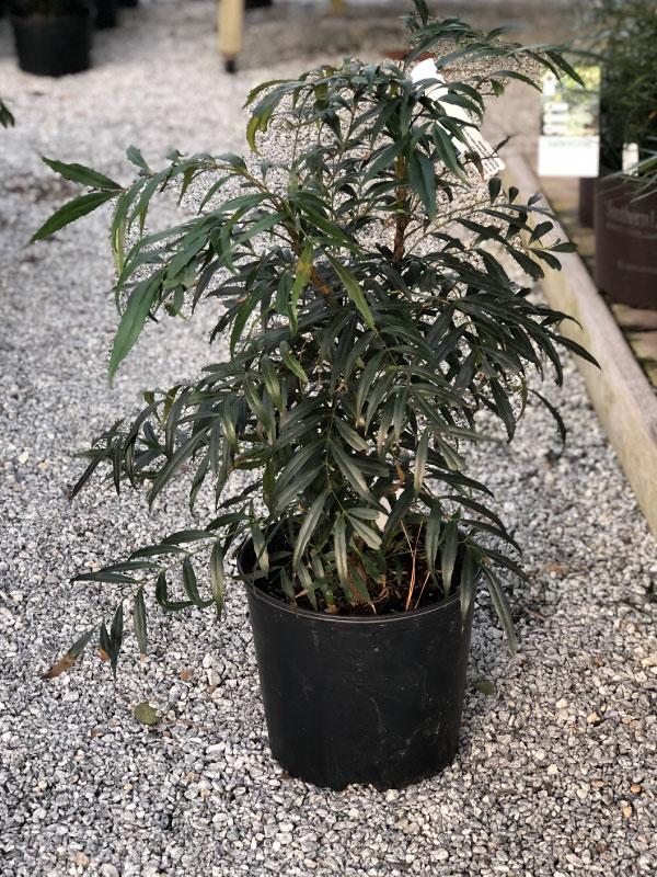 Narihira Mahonia 3 Gal