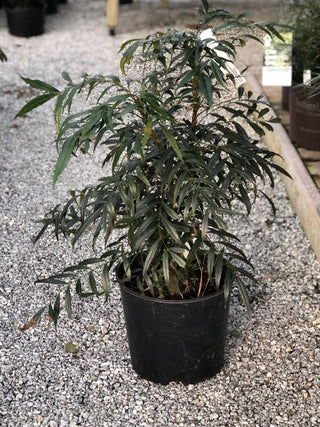 Narihira Mahonia 3 Gal