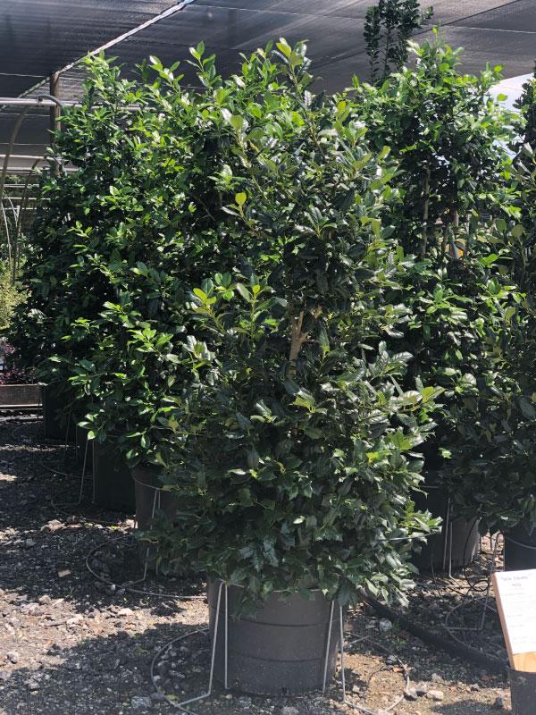 Nellie Stevens Holly 15 Gal