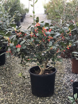 Nellie Stevens Holly 5 Gal