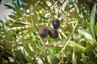 Arbequina Olive 7 Gal