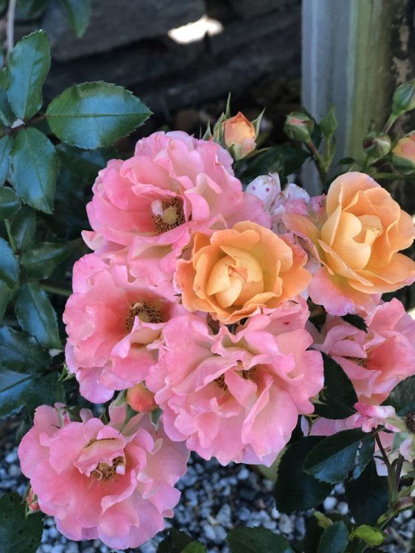 Peach Drift Rose 2&3 Gal
