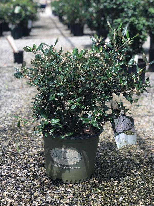 Pearlific Viburnum 3 Gal