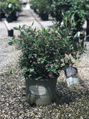 Pearlific Viburnum 3 Gal