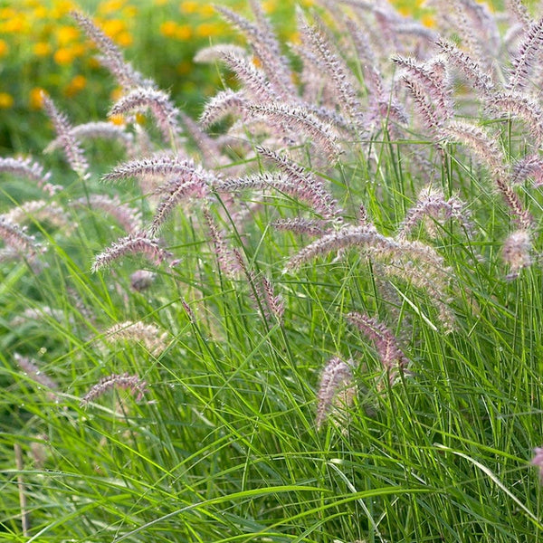 Karley Rose Fountain Grass 1 Gal