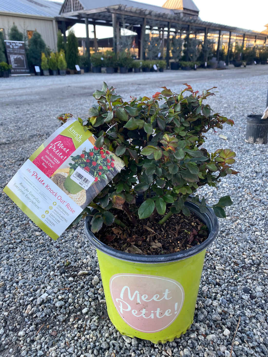 Petite Knockout Rose 2 Gal