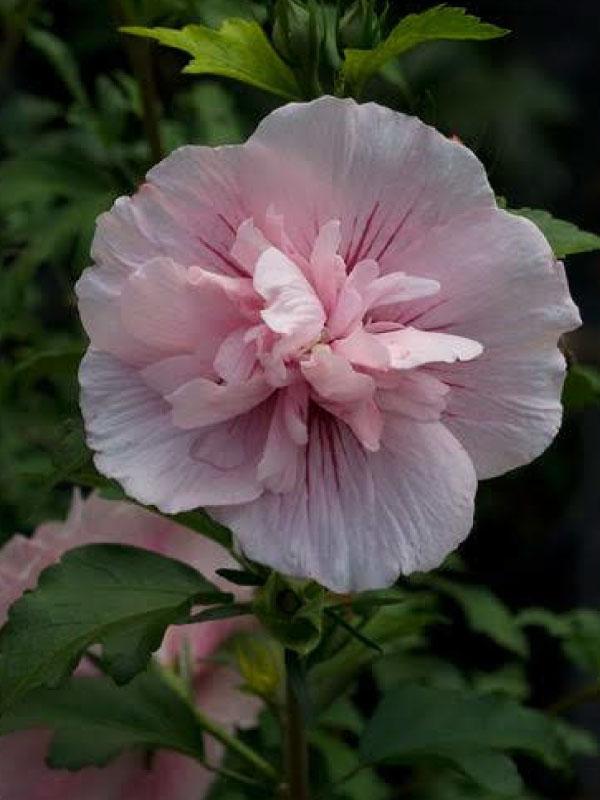 Pink Chiffon Rose of Sharon 3 Gal