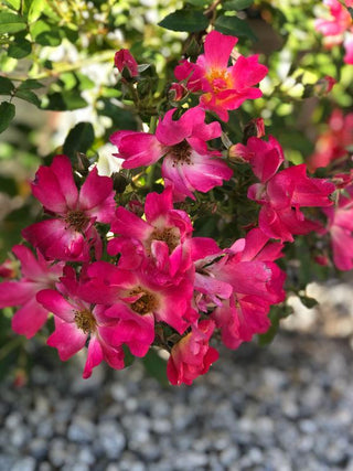 Pink Drift Rose 2&3 Gal