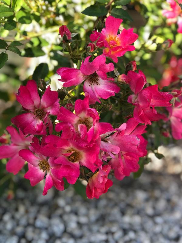Pink Drift Rose 2&3 Gal