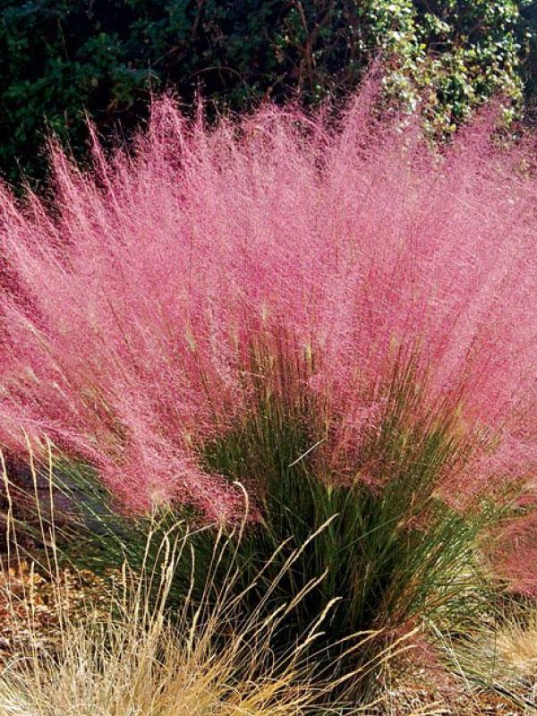 Pink Muhly Grass 1 Gal