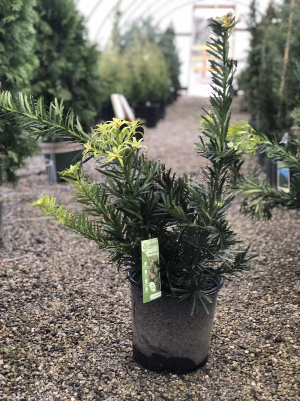 Pringle's Dwarf Podocarpus 3 Gal