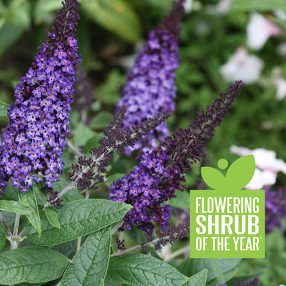 Pugster Blue Butterfly Bush 3 Gal