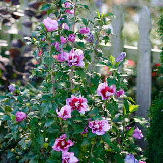 Purple Pillar Rose of Sharon 2&3 Gal
