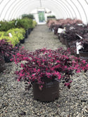 Purple Diamond Loropetalum 3 Gal