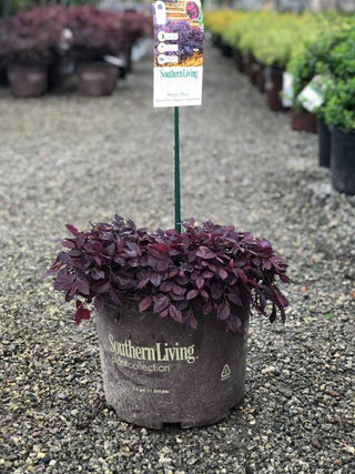 Purple Pixie Loropetalum 3 Gal