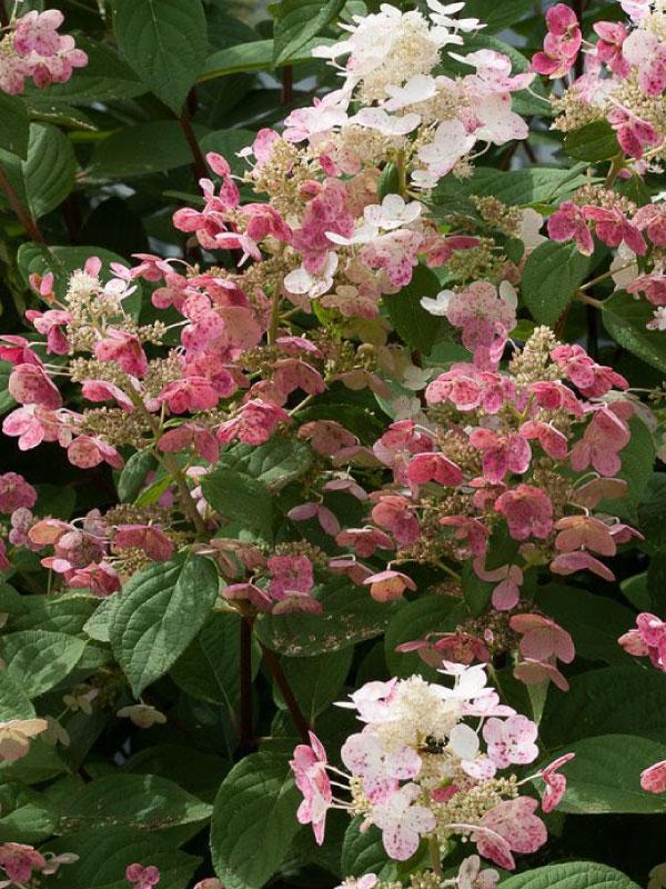 Quick Fire Hydrangea 7G/Patio