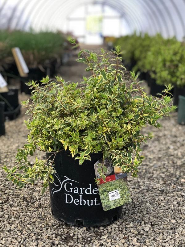 Radiance Abelia 3 Gal