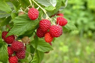 Raspberry 1 Gal