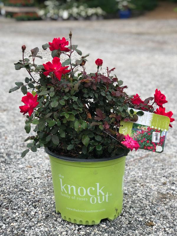 Double Red Knockout Rose 2&amp;3 Gal
