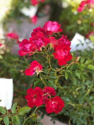 Red Drift Rose 2&3 Gal
