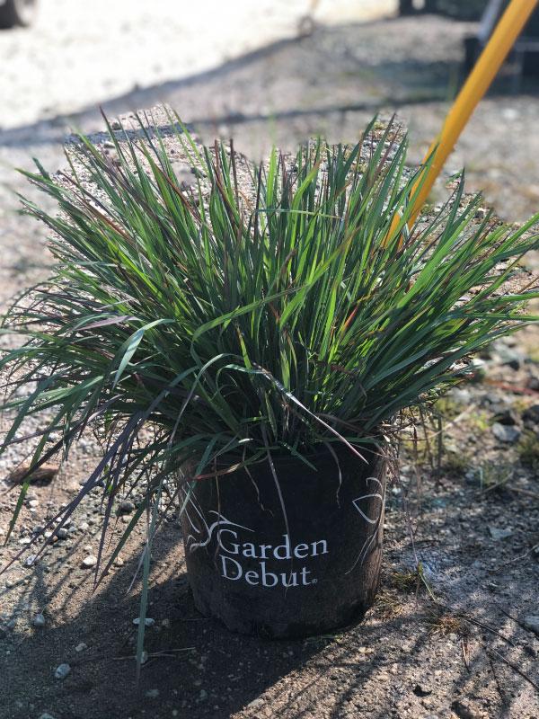 Red October Bluestem Grass 3 Gal