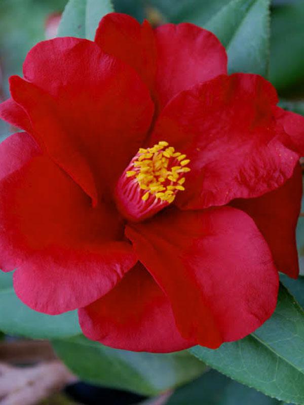 Royal Velvet Camellia Jap. 7 Gal