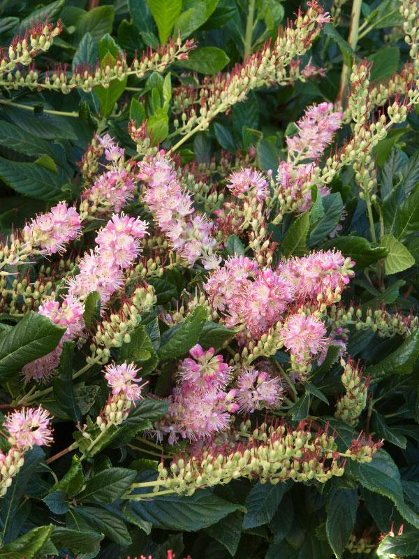 Ruby Spice Clethra 3 Gal