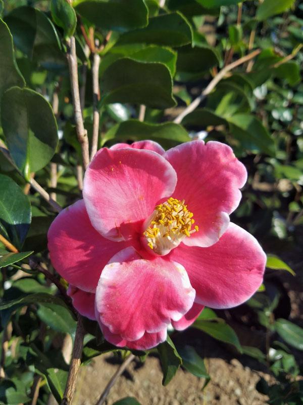 Sadaharu Oh Camellia
