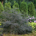 Black Lace Elderberry 2&3 Gal