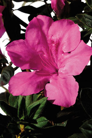 Autumn Sangria Encore Azalea 2&3 Gal