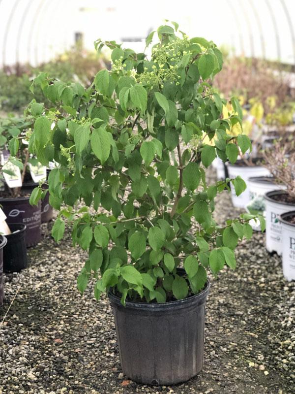 Shasta Viburnum 3 Gal