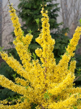 Show Off Forsythia 3 Gal