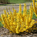 Show Off Sugar Baby Forsythia 3 Gal