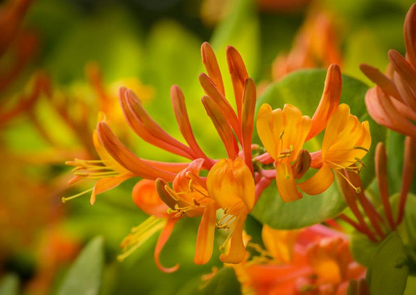Mandarin Honeysuckle 2&3 Gal