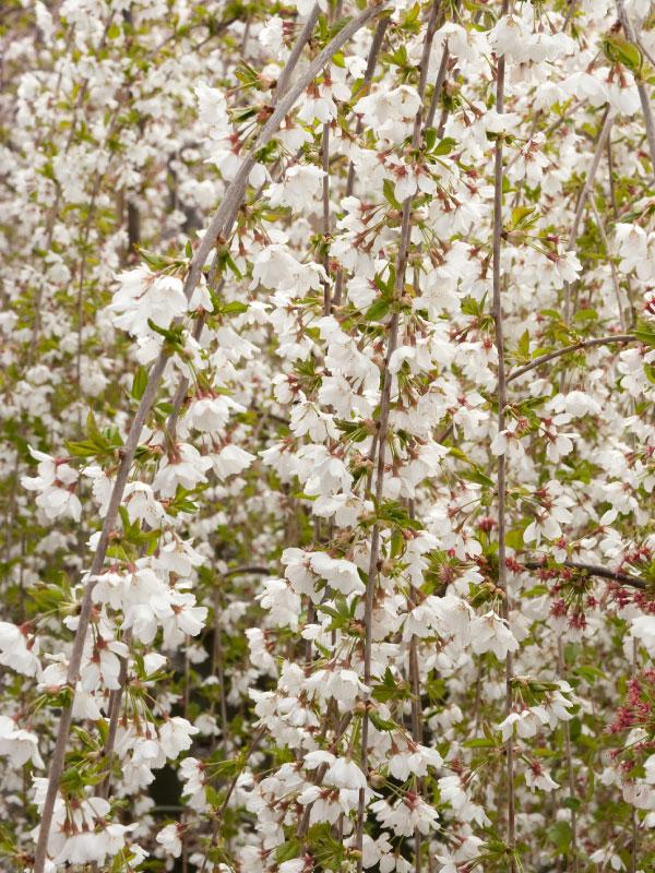Snow Fountain Cherry 15 Gal