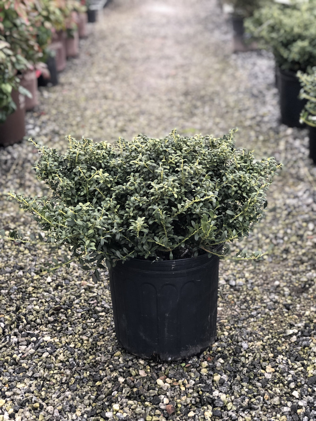 Soft Touch Holly 3 Gal