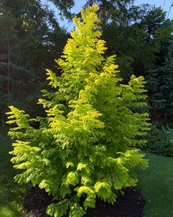Soul Fire Redwood 7 Gal