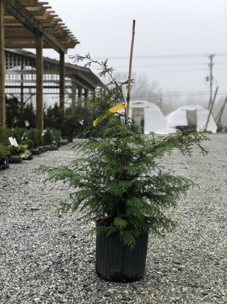 Southern Lace Hinoki Cypress 3 Gal