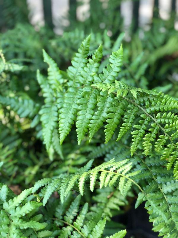 Evergreen Southern Shield Fern