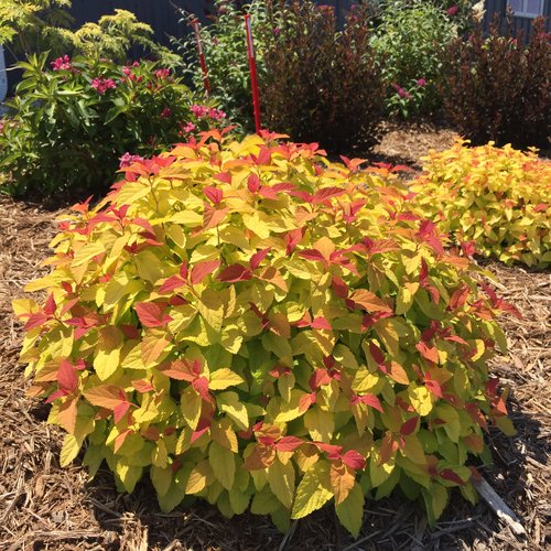 Double Play Candy Corn Spirea 2&3 Gal