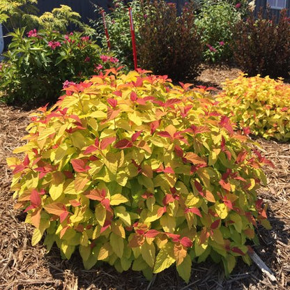 Double Play Candy Corn Spirea 2&amp;3 Gal