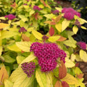 Double Play Candy Corn Spirea 2&3 Gal