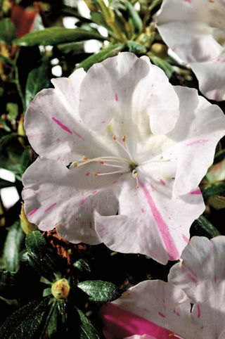 Autumn Starlite Encore Azalea 2&3 Gal