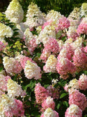 Strawberry Sundae Hydrangea 2&3 Gal