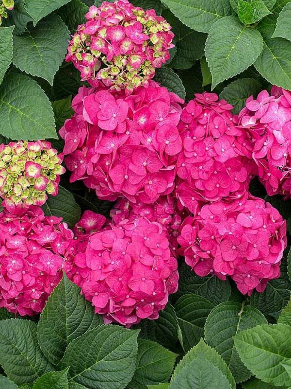Summer Crush Hydrangea 2&3 Gal