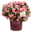 Autumn Sunburst Encore Azalea 2&3 Gal