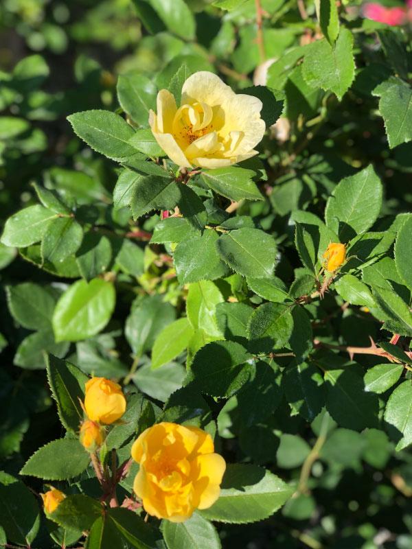 Sunny Knock Out Rose 2&amp;3 Gal
