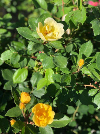 Sunny Knock Out Rose 2&3 Gal