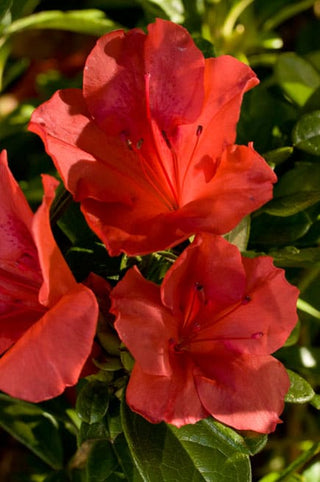 Autumn Sunset Encore Azalea 2&3 Gal
